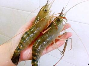 国产对白虾是淡水虾吗,揭秘淡水与海水虾的奥秘